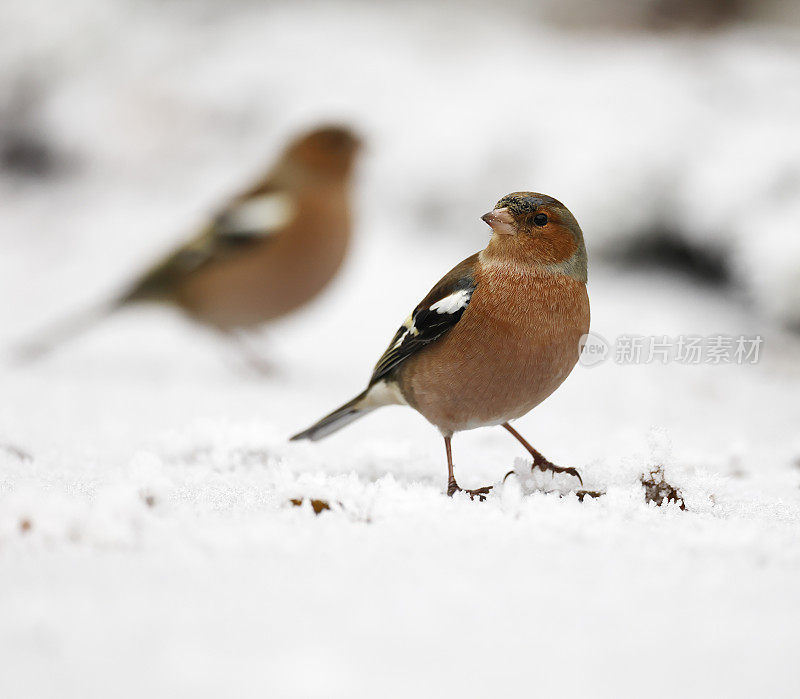 冬天的苍头燕雀(Fringilla coelebs)